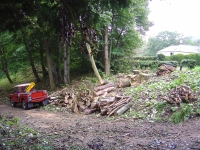  all down and tidied up in a morning (with no damage). Will have to return to uplift logs and do some splitting.
